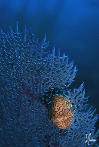 Flamingo Tongue found on sea fans at the Sugar Wreck. Thi... by Steven Anderson 